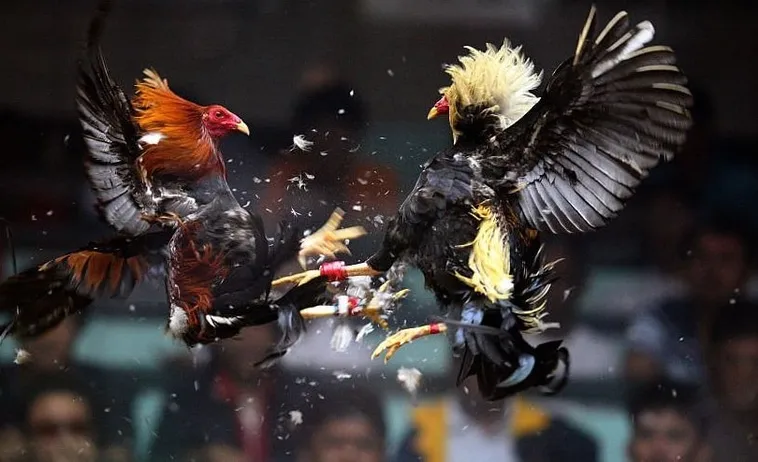 Tuyệt Chiêu Cách Chơi Đá Gà Sabong Tại BongX9 Kiếm Tiền Siêu Tốc 1 Tuyệt Chiêu Cách Chơi Đá Gà Sabong Tại BongX9 Kiếm Tiền Siêu Tốc