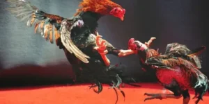 Chinh Phục Cách Chơi Đá Gà WS168 Tại BongX9 Rinh Ngàn Thưởng Nóng